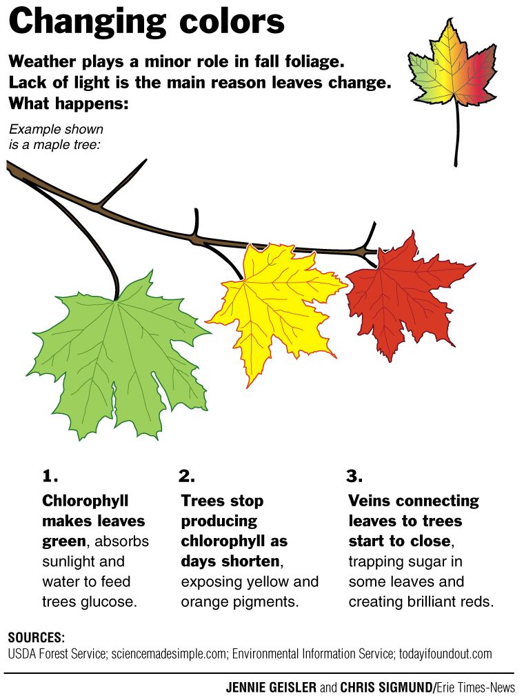 What Causes Leaves To Change Color? - Farmers' Almanac